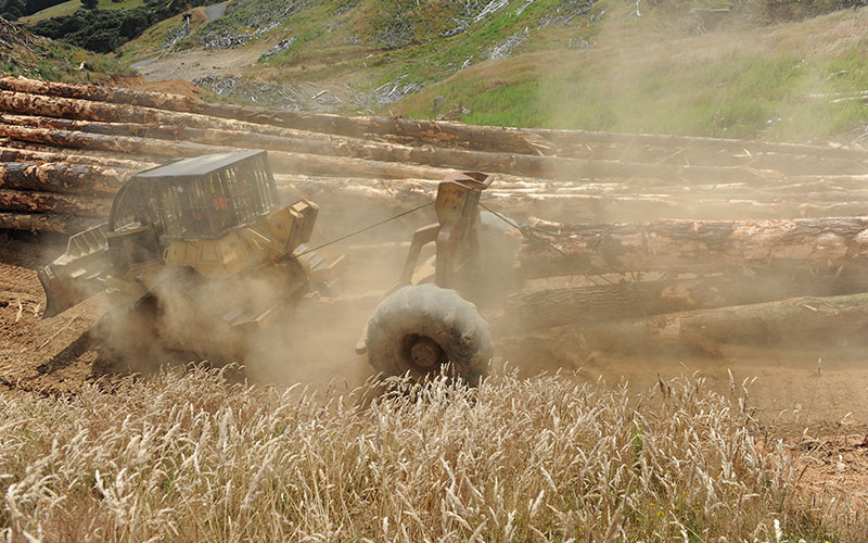 Ribbonwood NZ: Forest Harvesting Management