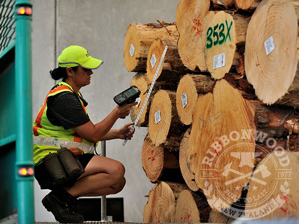 Ribbonwood manages forest harvesting