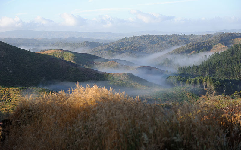 Ribbonwood NZ: Carbon Emissions Trading