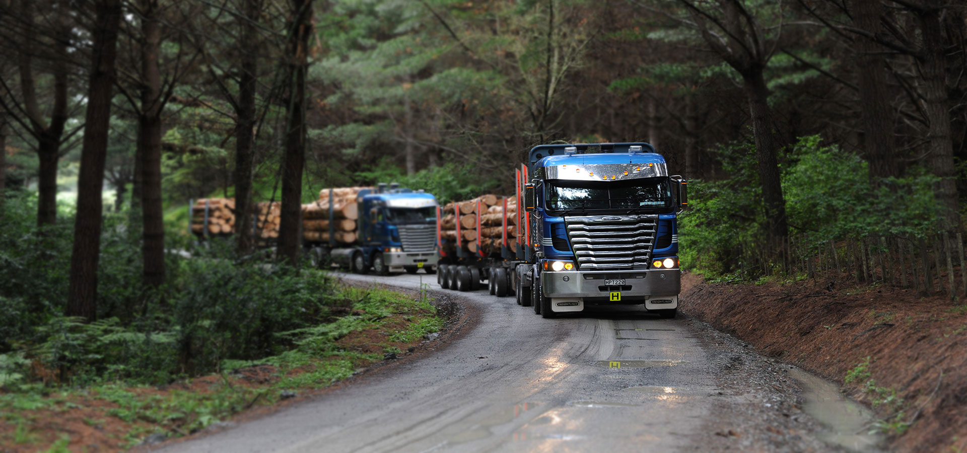 Ribbonwood NZ forestry consulting and investment