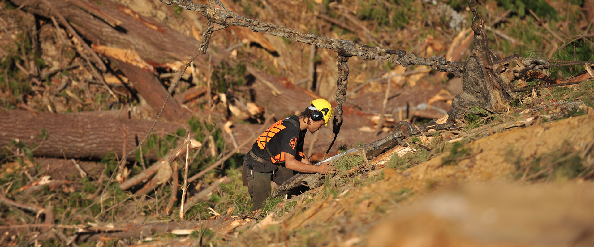 Ribbonwood NZ buys logs