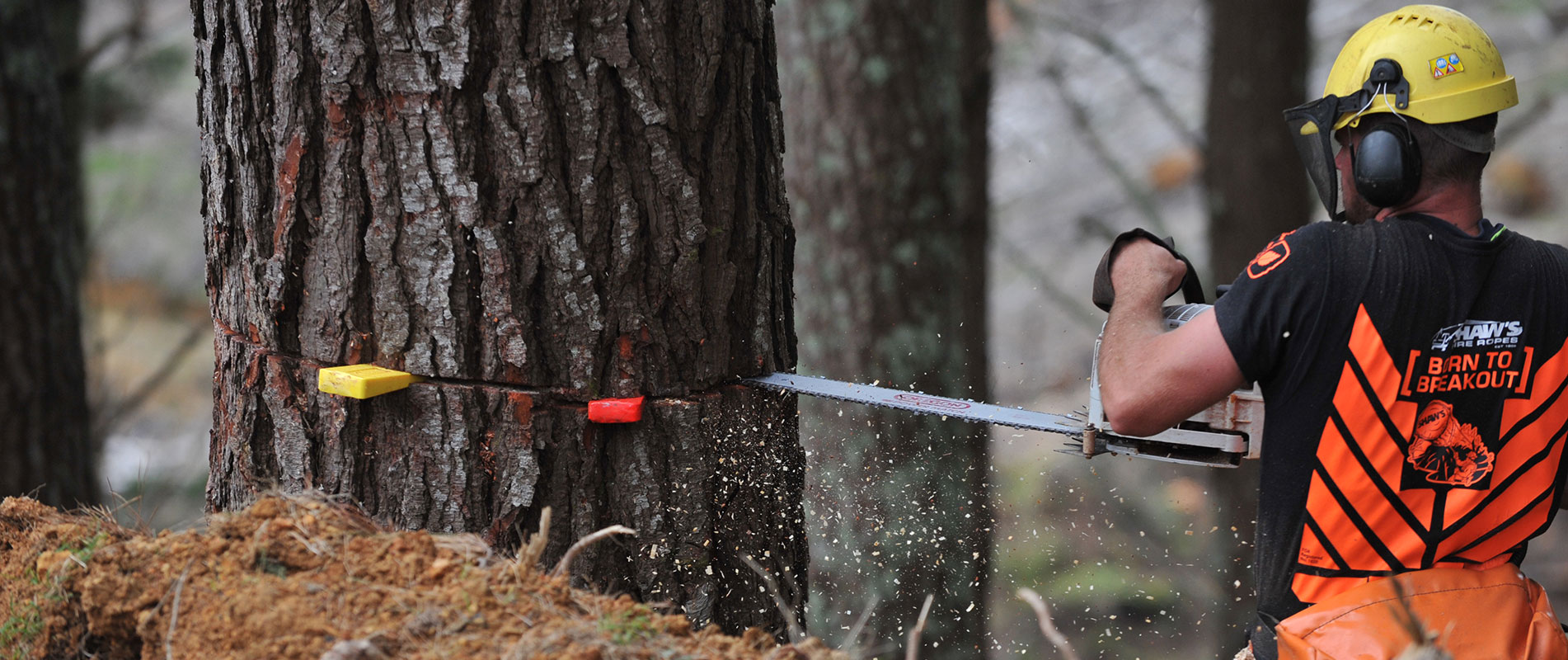Ribbonwood NZ buys logs